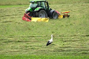 in-farchant Storch in der Wiese